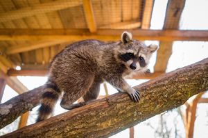 Tierauffangstation Maßweiler